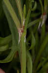 Common sheep sorrel